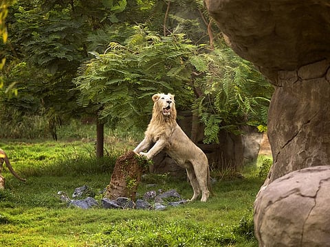 Home to 3,000 animals, the 119-hectare wildlife reserve also has new residents, including African elephants and giraffes