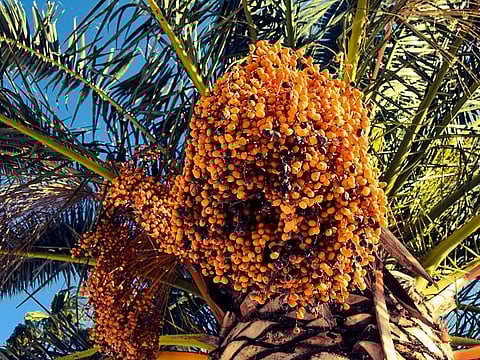 Only the female date palm tree bears fruit. Picture used for illustrative purpose only.
