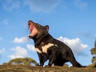 Photos: Tasmanian Devils set paw on mainland Australia after 3,000 years