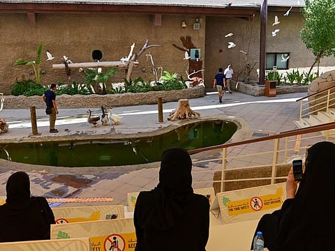 People attend a show on birds at the Dubai Safari Park on October 4, 2020