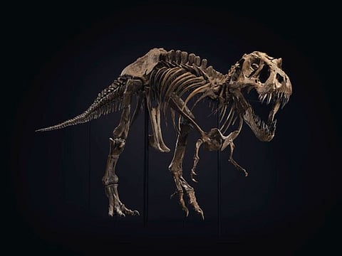 The T-Rex fossil was discovered in South Dakota in 1987 and named after the amateur paleontologist who came across the remains, Stan Sacrison.