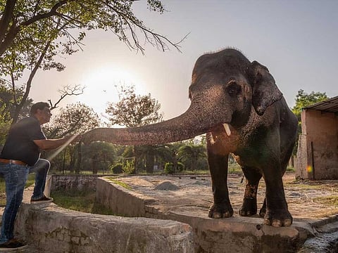 Dr. Amir Khalil, a veterinarian with the animal rescue charity Four Paws International, with the elephant Kaavan at the Marghazar Zoo in Islamabad, Pakistan, on September 18, 2020.