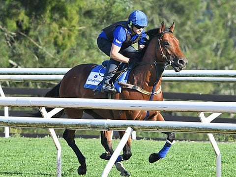 Godolphin's Bivouac looks to scale Everest summit and win world's richest turf race at Sydney on Sunday.