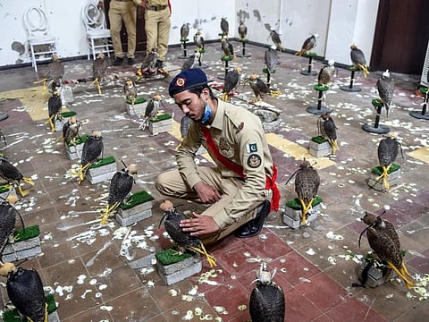 A custom official touches a falcon that was recovered from illegal captivity, kept in a room with others during a press briefing with customs authorities in Karachi on October 17, 2020.