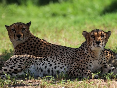 Dubai Safari will be open at night during Ramadan, but animals will not be visible.