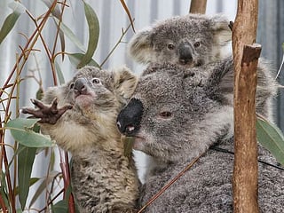Photos: From disease to bushfires, Australia's iconic koalas face bleak future
