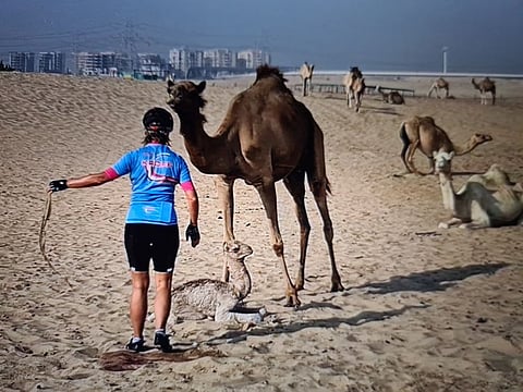 Susan Bester with the calf and her mother at the desert in Dubai