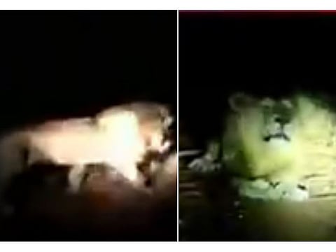 Lion found roaming in Pakistan’s Rawalpindi