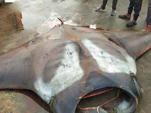 A deep sea fishing boat that had sailed off from the Malpe port found that a giant stingray fish was trapped in its net.