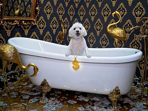 Here's a little pup posing in a bathtub