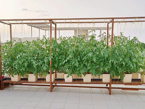 Roof-top Dutch bucket installation
