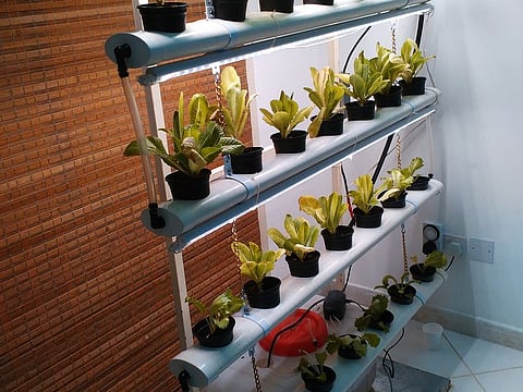 A mini hydroponics system at home