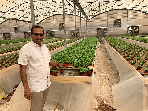 Ashok Doshi at his farm in Ras Al Khaimah
