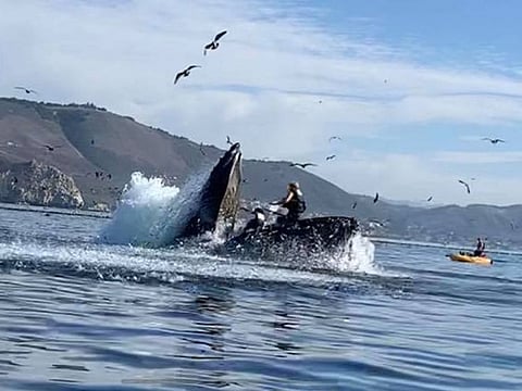 Whale almost swallows two kayakers in California