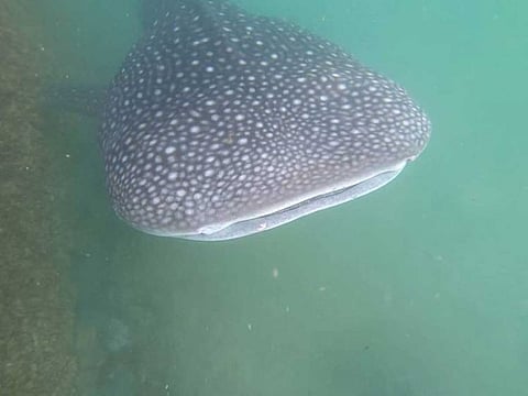 The six-metre long whale shark while it was at the Al Bahiyah lagoon in Abu Dhabi.
