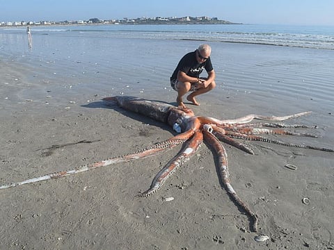 A passerby looks at a baby giant squid that washed up on a beach near Cape Town, South Africa. Scientists could not save the squid, but they are taking advantage of the rare opportunity to study this deep-sea creature.