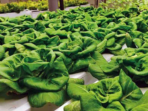 A sustainable farm at VeggiTech's facility in Sharjah