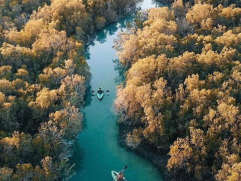 Etihad Mangrove Forest programme has been launched in Abu Dhabi to attract people from around the world to adopt mangrove in the emirate.