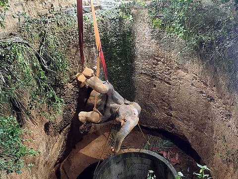 The female elephant calf that fell down a well in Panchapalli Village of Dharmapuri district yesterday, was safely rescued on Thursday after a 16-hour long rescue operation by Fire department officials.
