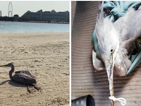 The rescued bird