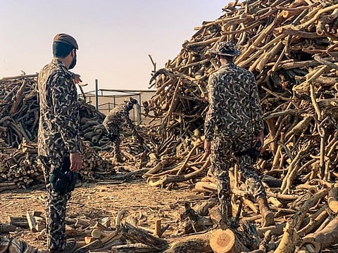 Security personnel seized the illegal firewood inside a warehouse run by three Sudanese residents and two Pakistanis east of Riyadh.