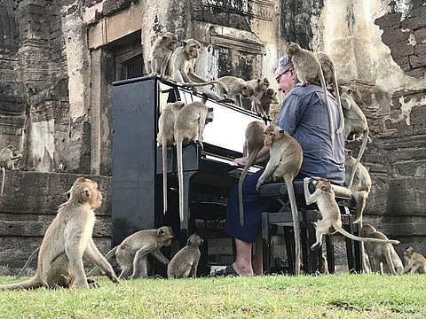 British musician Paul Barton plays the piano for monkeys that occupy abandoned historical areas in Lopburi, Thailand.
