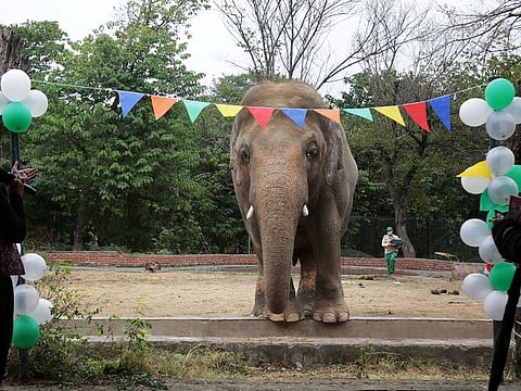 Kaavan, transported to a sanctuary in Cambodia, is seen during a farewell ceremony at the Marghazar Zoo in Islamabad, Pakistan November 23, 2020