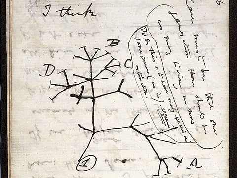 A handout shows the 1837 'Tree of Life' sketch on a page from one of the lost notebooks of British scientist Charles Darwin.