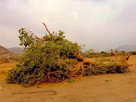 A rare tree has been illegally cut down in Saudi Arabia.