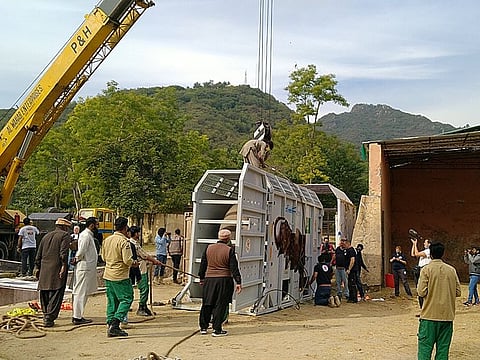 Kaavan being shifted from a crate to a small transport crate for his onward journey to Cambodia.