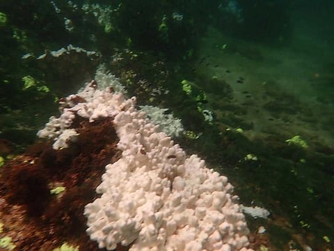 Once thriving coral reefs are now suffering, and dying at alarming rates globally. Coral bleaching has been reported in Pakistan for the first time.