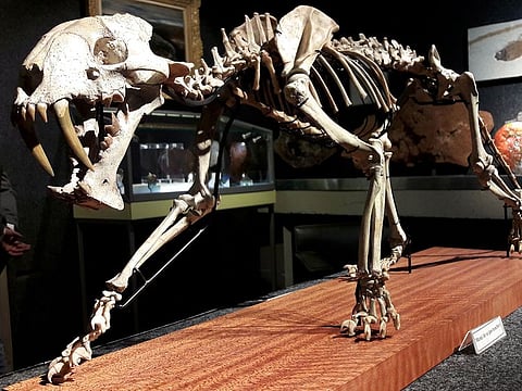 The skeleton of a 37 million year-old saber-toothed tiger hoplophoneus primaveus is seen during an auction preview at Piguet Auction House in Geneva.