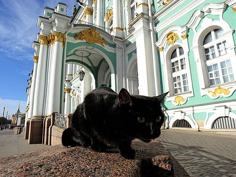 A cat in front of the State Hermitage Museum in Saint Petersburg.