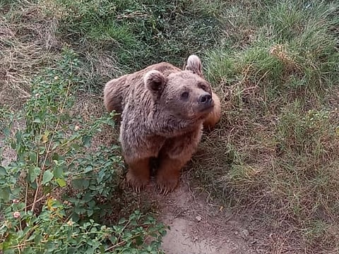 The Islamabad High Court directed the Islamabad Wildlife Management Board to decide by Monday the fate of two Himalayan brown bears currently languishing in Marghazar Zoo of Islamabad.