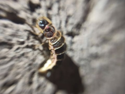 A female glowworm of the Lampyris beetle species.