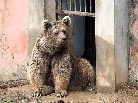 Two Himalayan brown bears are being relocated from Islamabad Zoo to a sanctuary in Jordan.