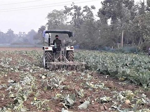 A Bihar farmer destroys his cauliflower crop by driving his tractor over the plantation.