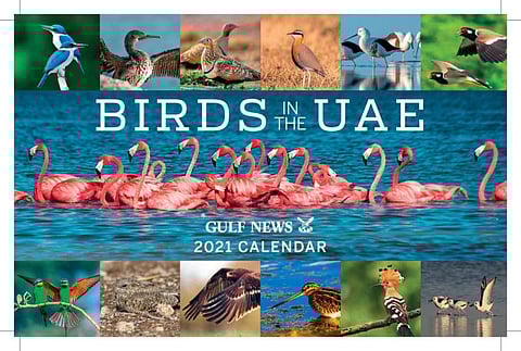 Over 450 species of birds have been recorded in the UAE during the last 25 years.
