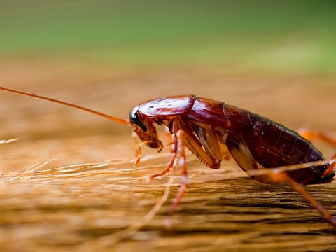 According to an expert, since cockroaches live in some of the filthiest places on earth, they are likely to possess potent defence mechanisms against superbugs.