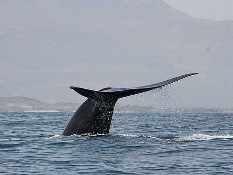 A blue whale in the Indian Ocean, in an undated photo from the Environment Society of Oman. Researchers said that the blue whale song that crackled through the team's underwater recordings was unlike any they had heard.