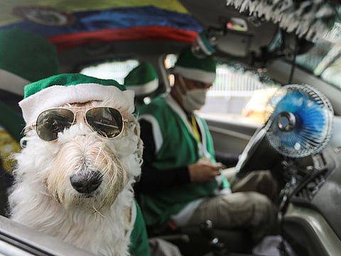 Nicolas Walteros sits inside a taxi with his dog Colonel using Santa's hats, in Bogota, Colombia.