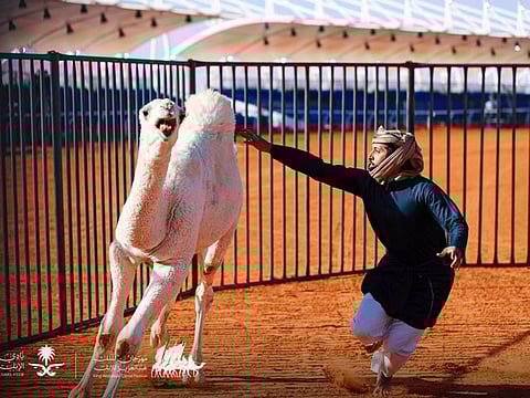Saudi Camel Fight