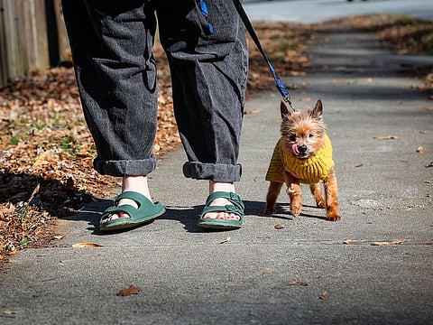 Kursten Hedgis walks her dog Bitsy in front of her home Dec. 9, 2020, in Decatur, Ga. Hedgis says Bisty's behavior changed when Hedgis began working from home early in 2020 because of the new coronavirus pandemic.