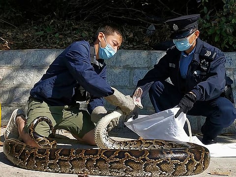 Lee puts a three-meter long Burmese Python that he has just grabbed, into a cloth bag held by a policeman, at Tai Pak Tin village, in Hong Kong's rural New Territories district.