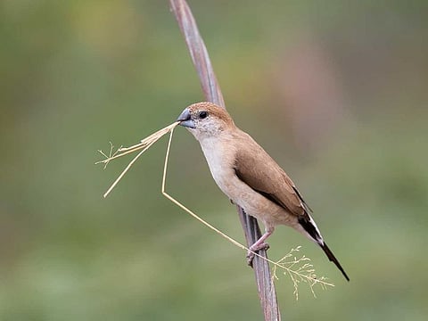 Indian silverbill or white-throated munia is a small passerine bird