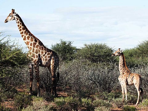 A photo provided by Emma Wells shows a dwarf giraffe, right, with an adult male in Namibia. Dwarfism, or skeletal dysplasia, is rare among wild animals and this is the first time it has been observed among giraffes.