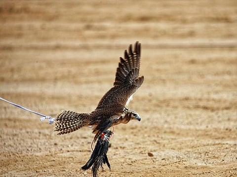 The sport of falconry has become an integral part of the UAE’s intangible culture and heritage.