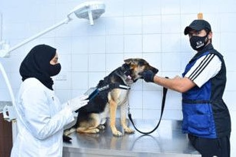 The device helps to transmit health information about the animals and the performance of their organs to the devices.