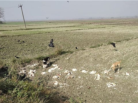 Local villagers went into panic after they saw more than a hundred dead chickens thrown away in an agricultural field and dogs feasting on them in Muzaffarpur district on Friday.