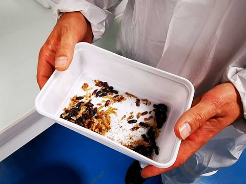 Ynsect's Chairman and CEO Antoine Hubert shows a container of adult mealworm beetles, which are used for reproduction, at the laboratory of the insect farm Ynsect, which harvests mealworms for bug-based animal food and fertilizer, in Dole, France, October 22, 2020.